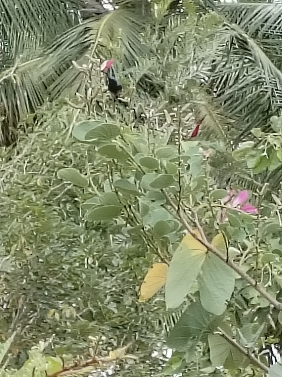 Loten's Sunbird - ML644402299