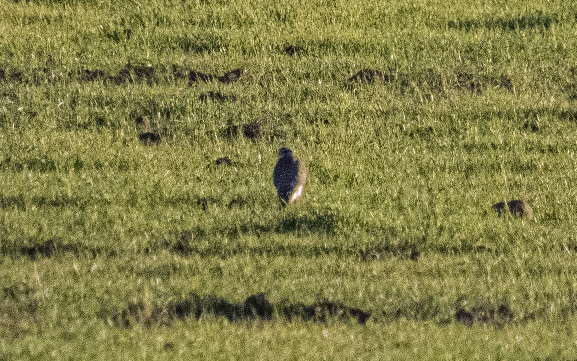 Merlin - ML644402300