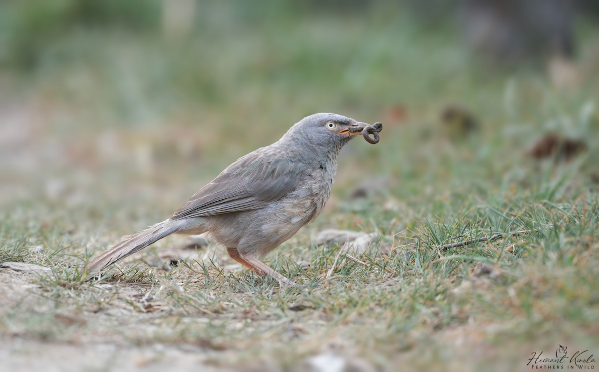 Jungle Babbler - ML644402304