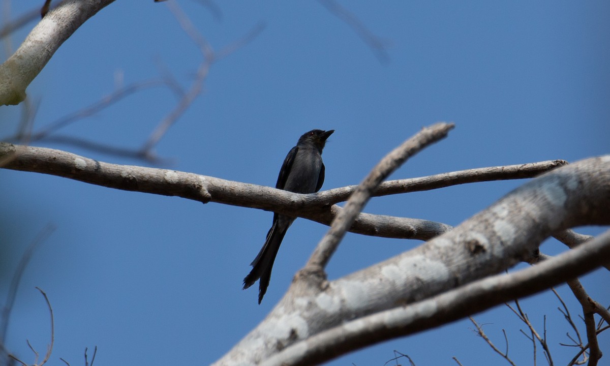 Ashy Drongo (Sooty) - ML644402306