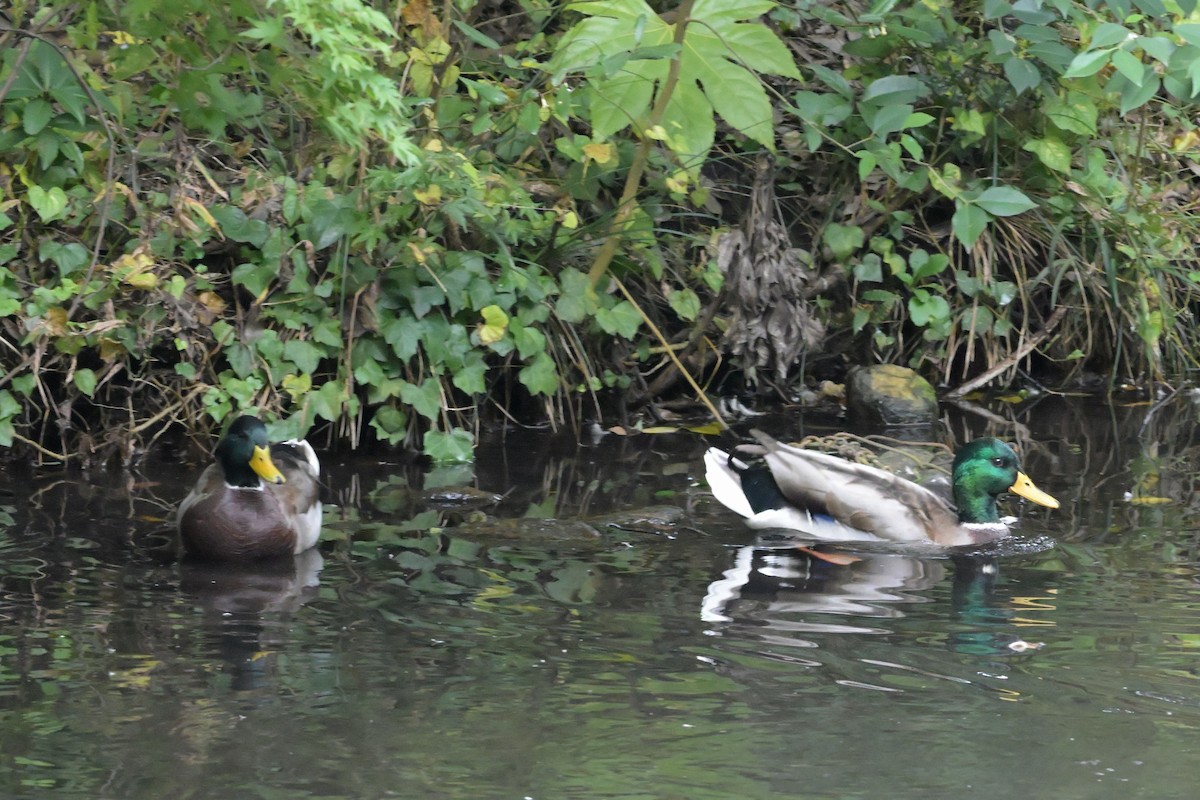 Mallard - ML644402332