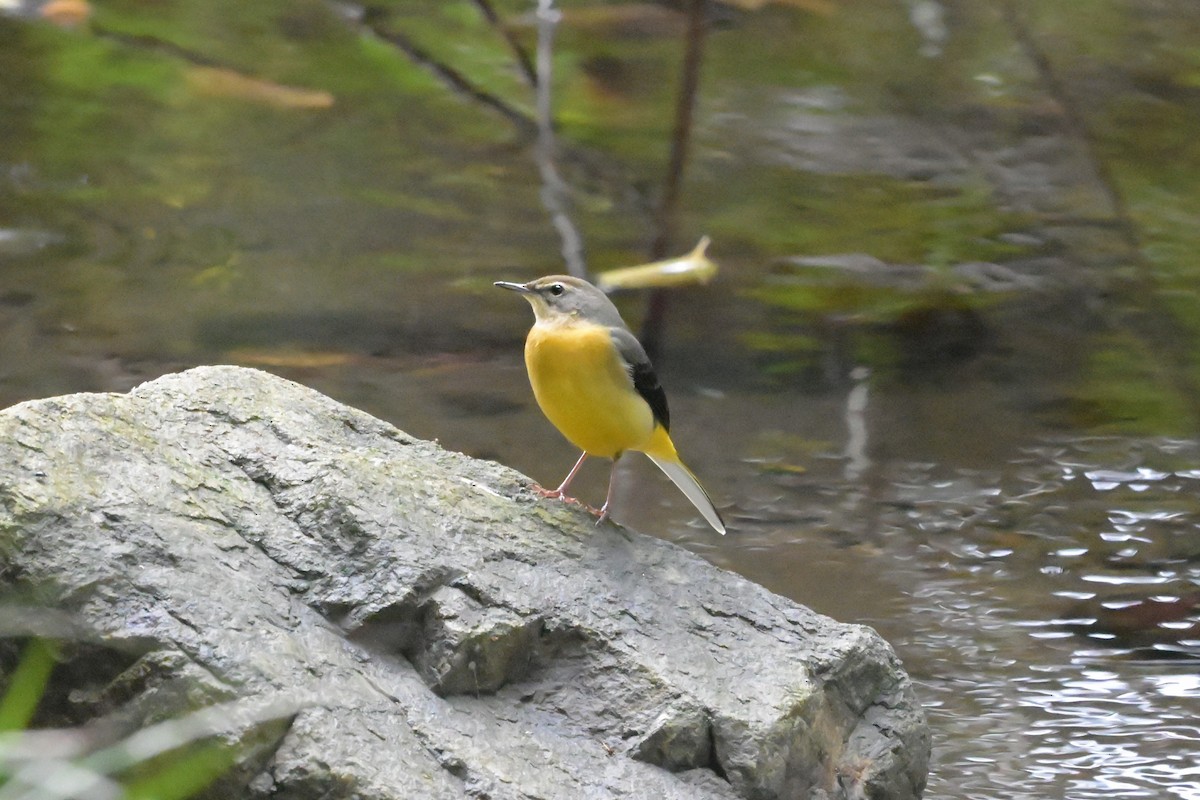Gray Wagtail - ML644402333