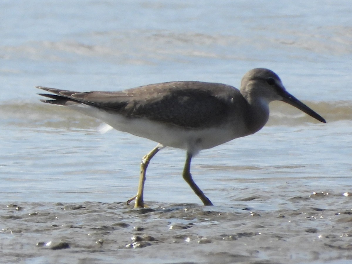 Gray-tailed Tattler - ML644402338