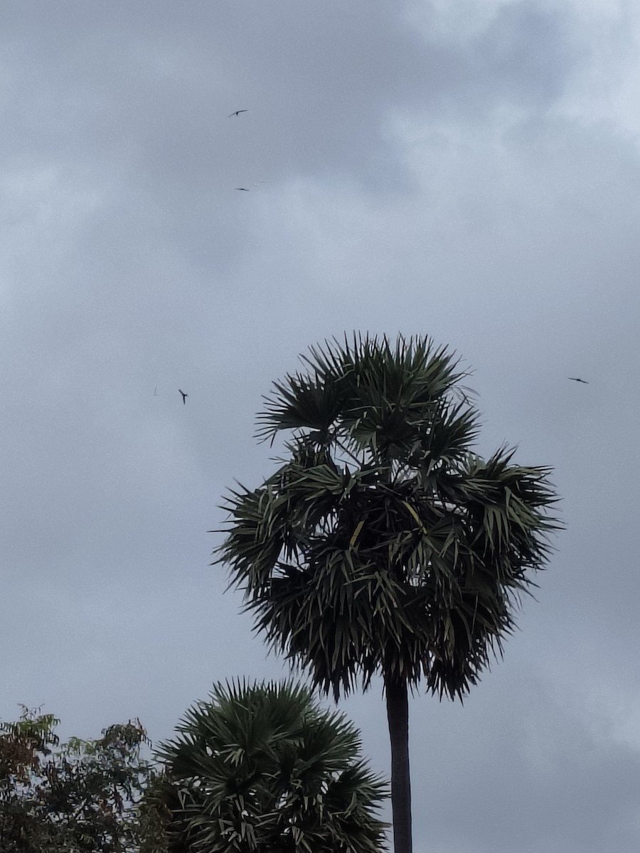 Asian Palm Swift - ML644402349