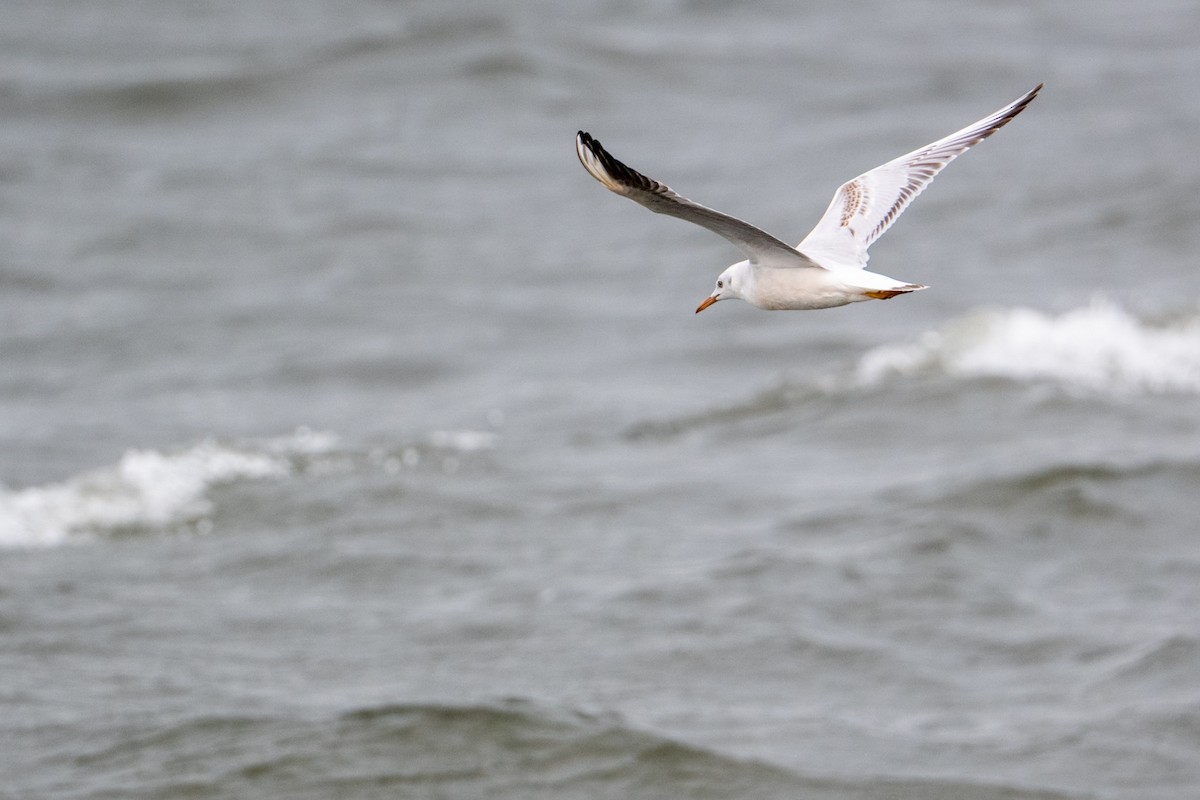 Slender-billed Gull - ML644402362