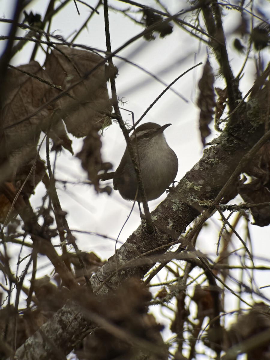 Bewick's Wren - ML644402370