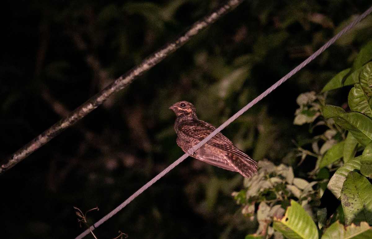 Лагс эргүүбор - ML644402379