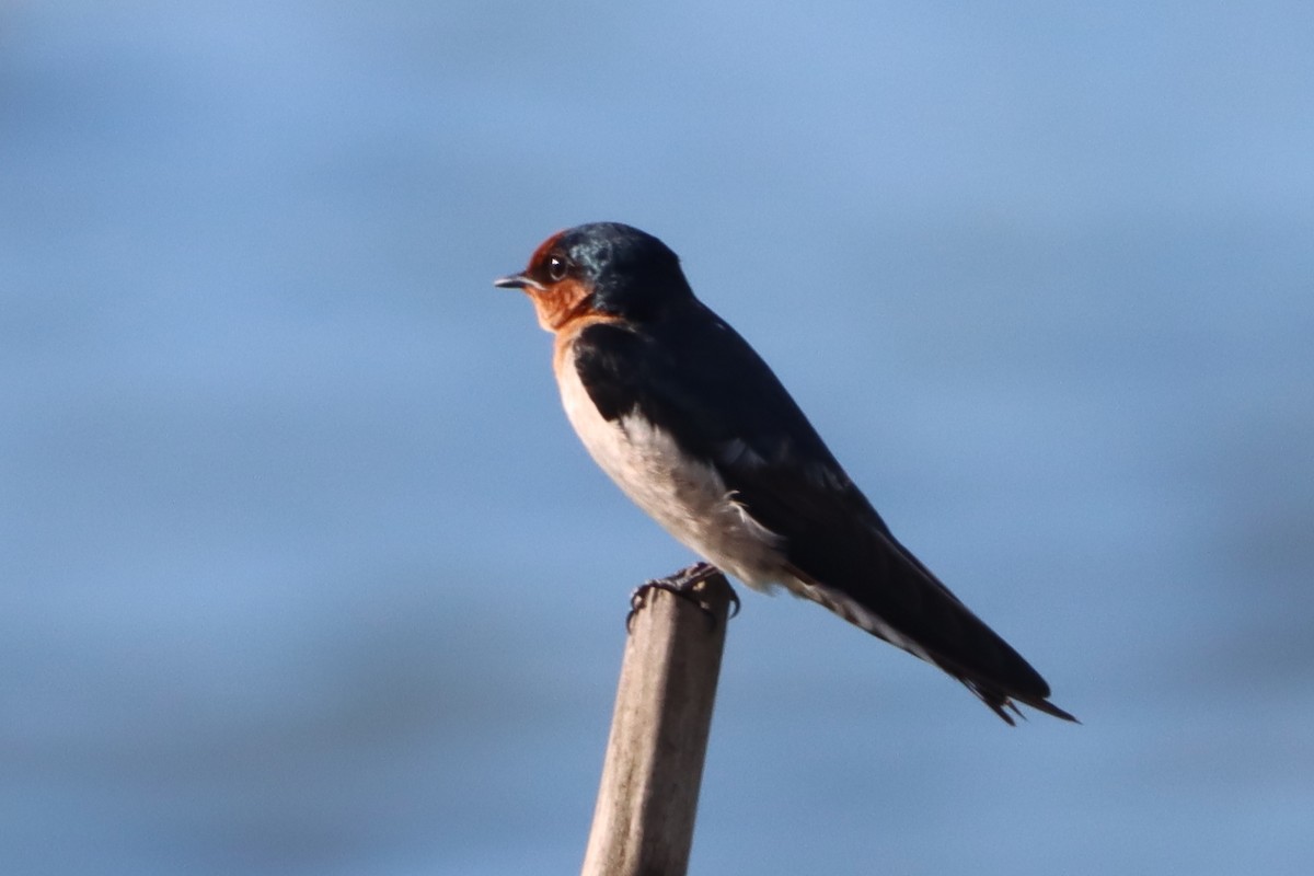 Pacific Swallow - ML644402400