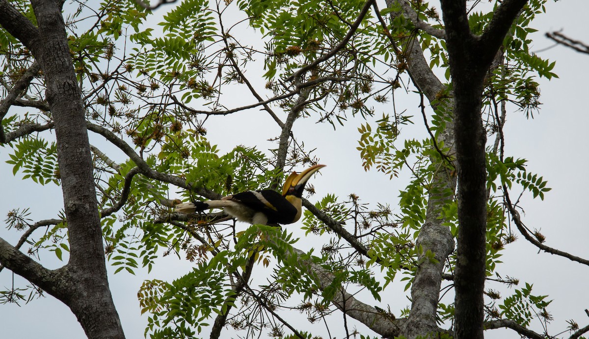 オオサイチョウ - ML644402402