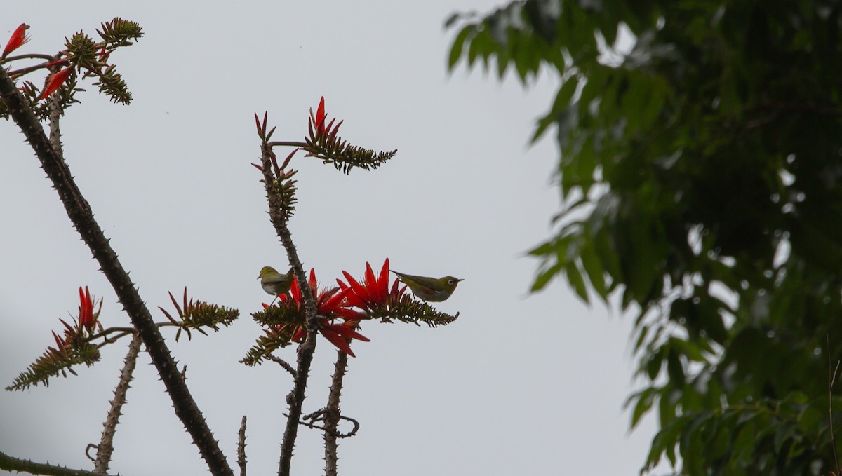 Окулярник буробокий - ML644402421