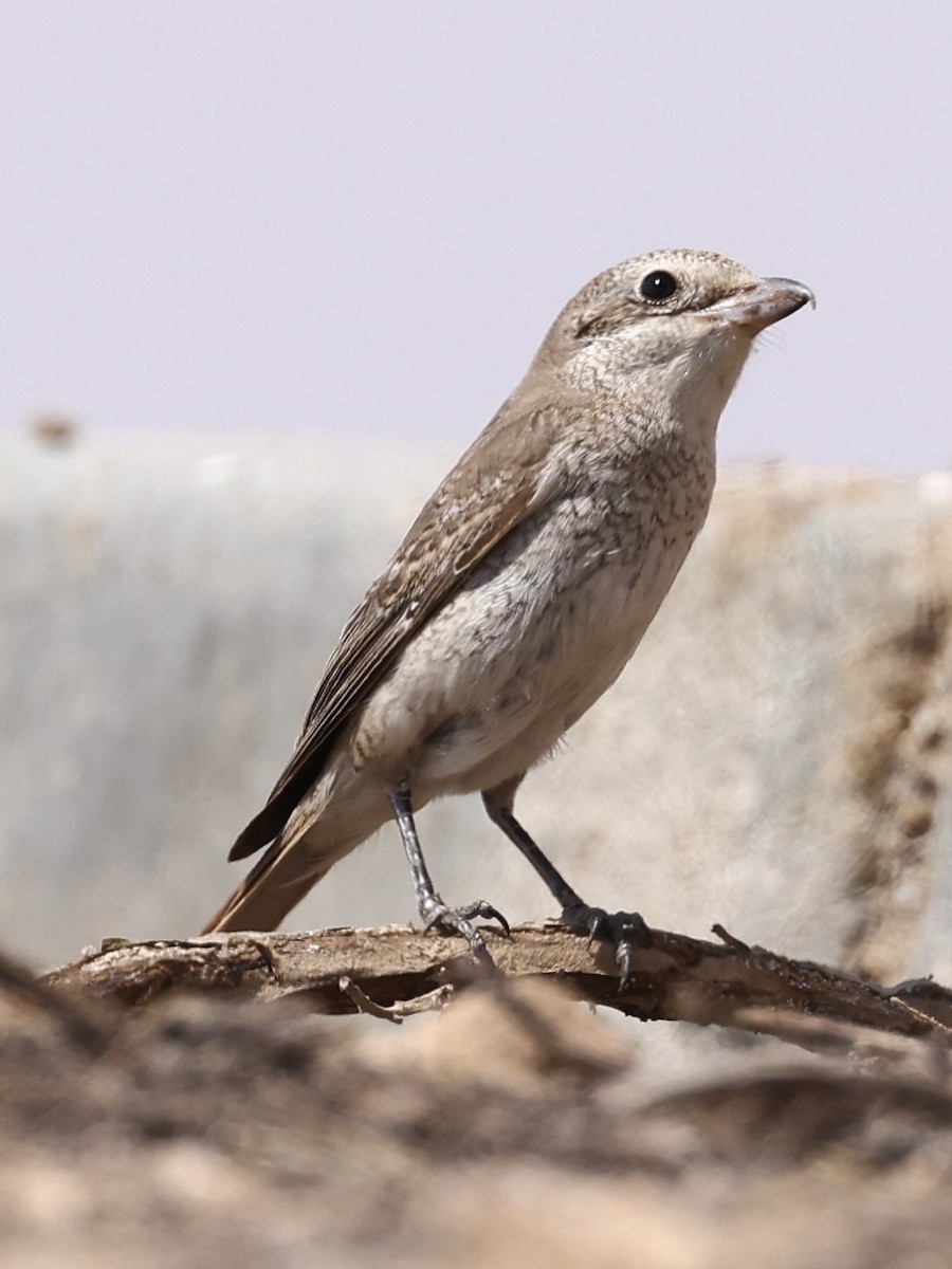 Antzandobi isabeldarra (isabellinus) - ML644402426