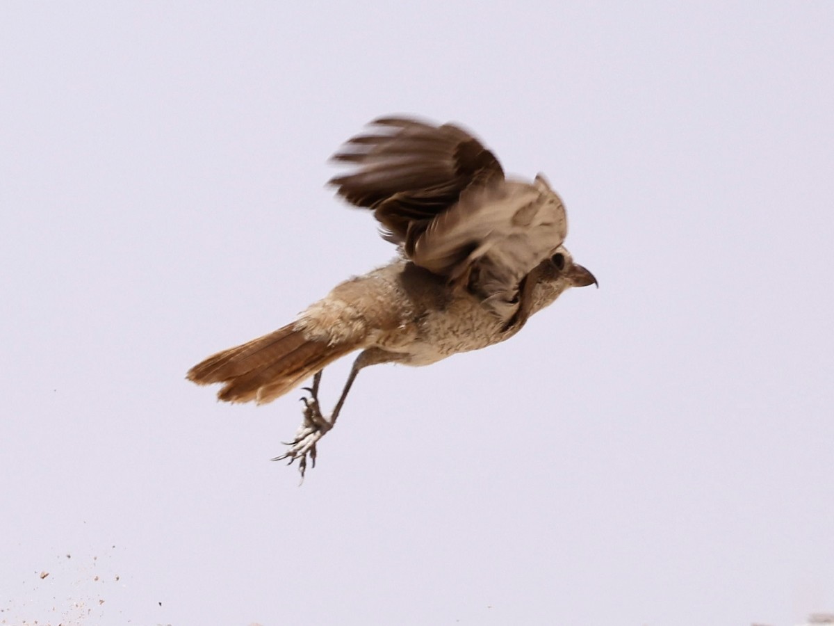 Antzandobi isabeldarra (isabellinus) - ML644402427