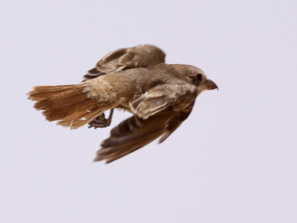 Antzandobi isabeldarra (isabellinus) - ML644402428