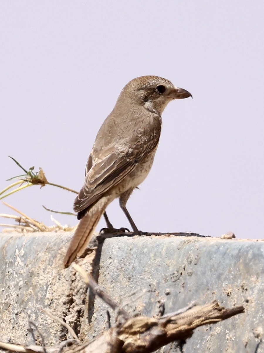 Antzandobi isabeldarra (isabellinus) - ML644402429
