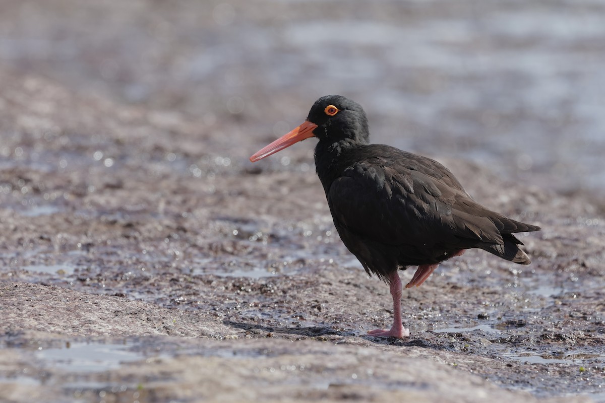 オーストラリアクロミヤコドリ - ML644402435