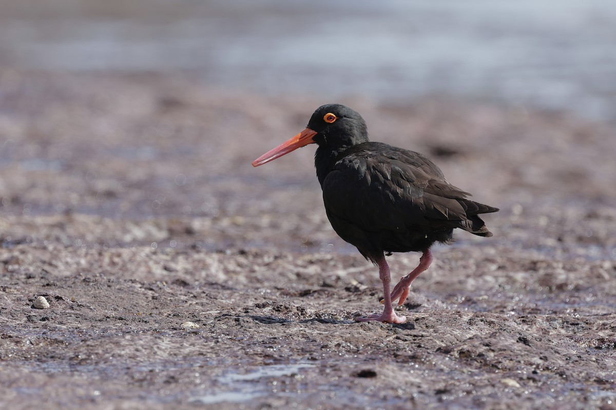 オーストラリアクロミヤコドリ - ML644402436