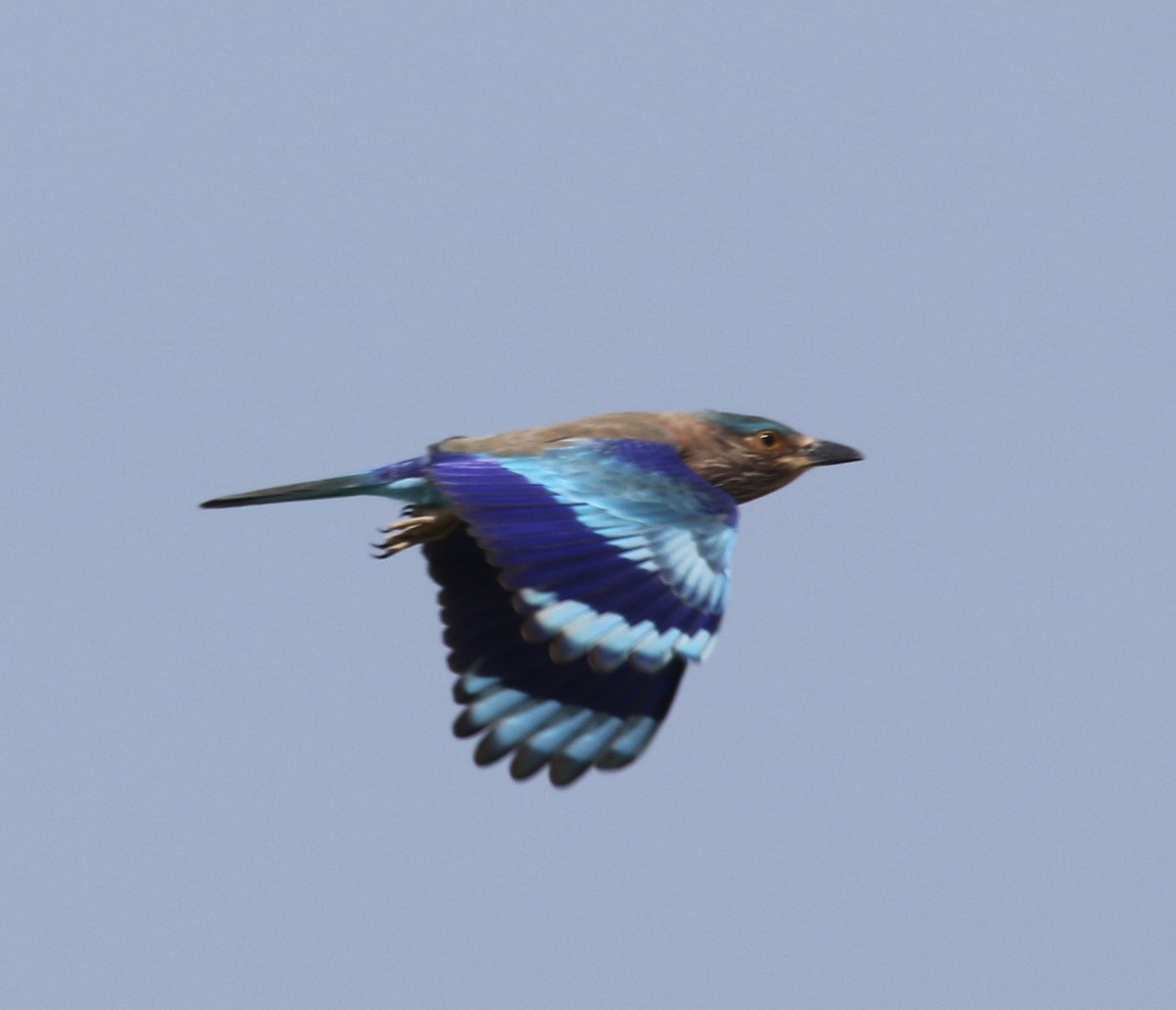 Indian Roller - ML644402441