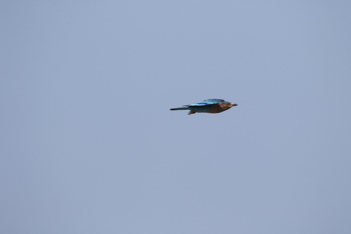 Indian Roller - ML644402444