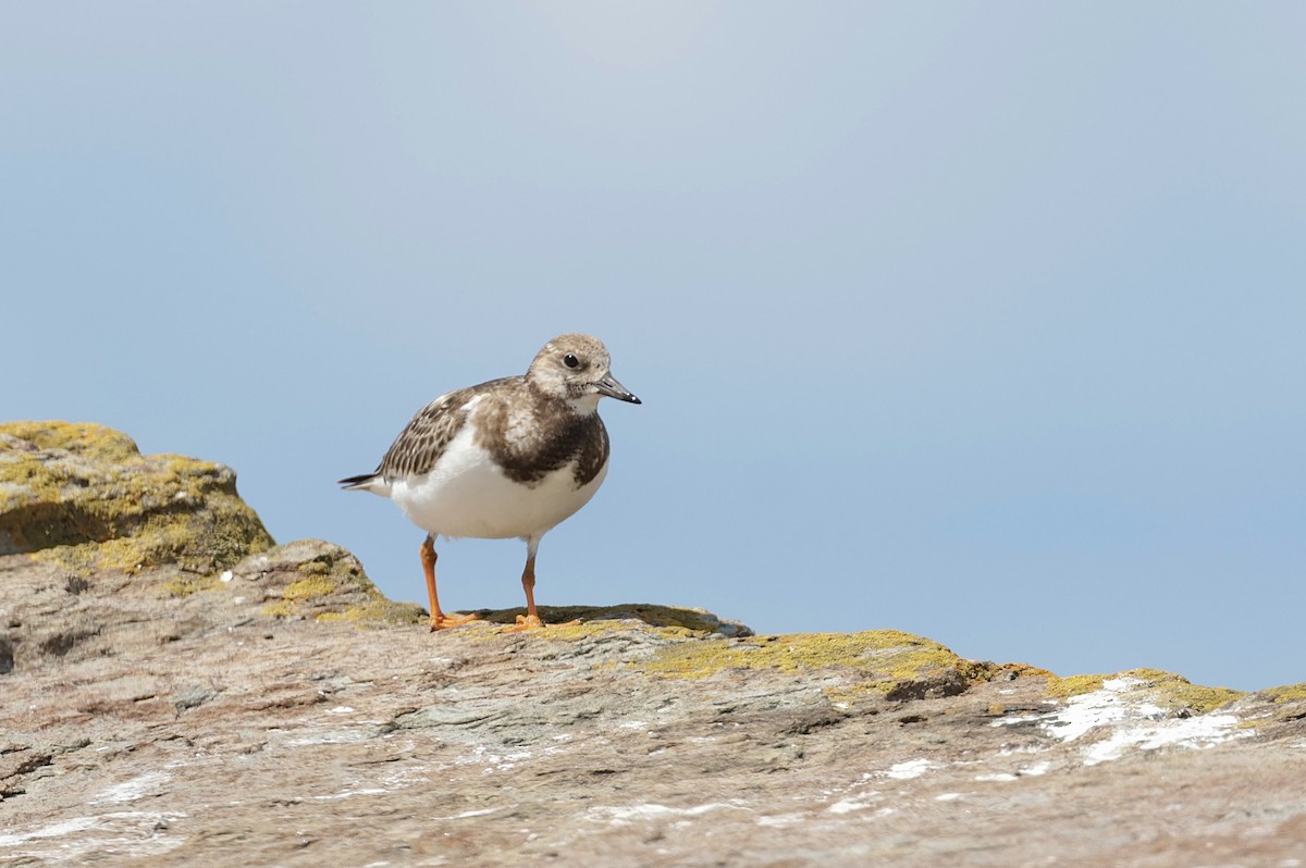 キョウジョシギ - ML644402454