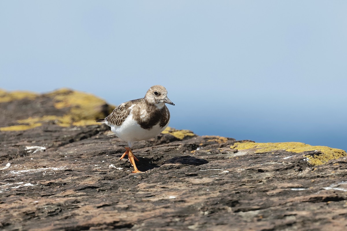 キョウジョシギ - ML644402456