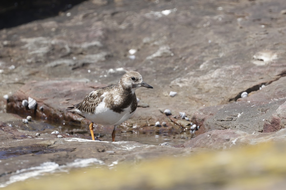 キョウジョシギ - ML644402457