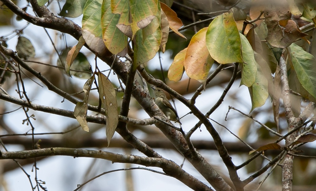 Picaflores de Camboya - ML644402461