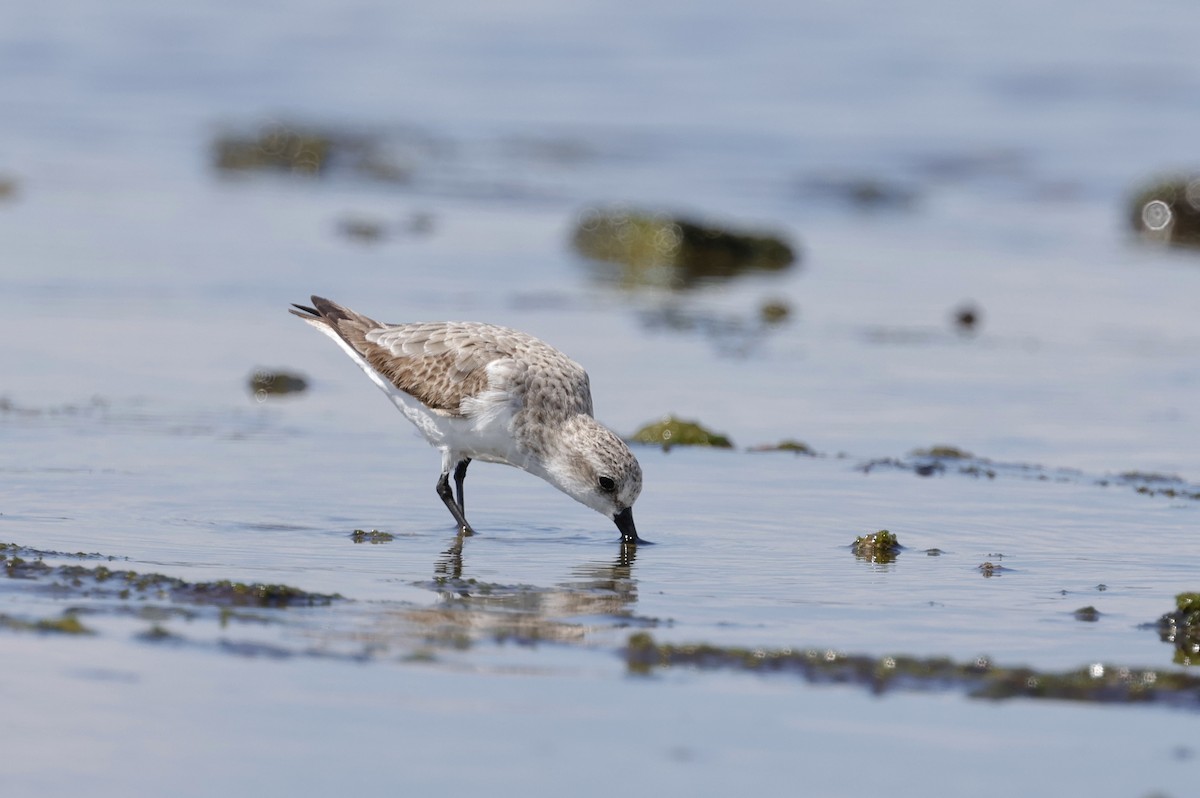 トウネン - ML644402471