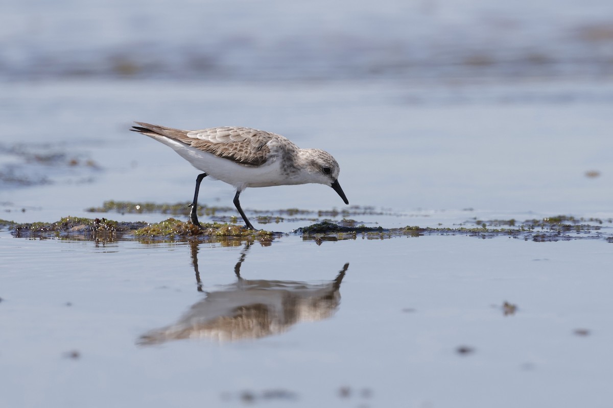 トウネン - ML644402472