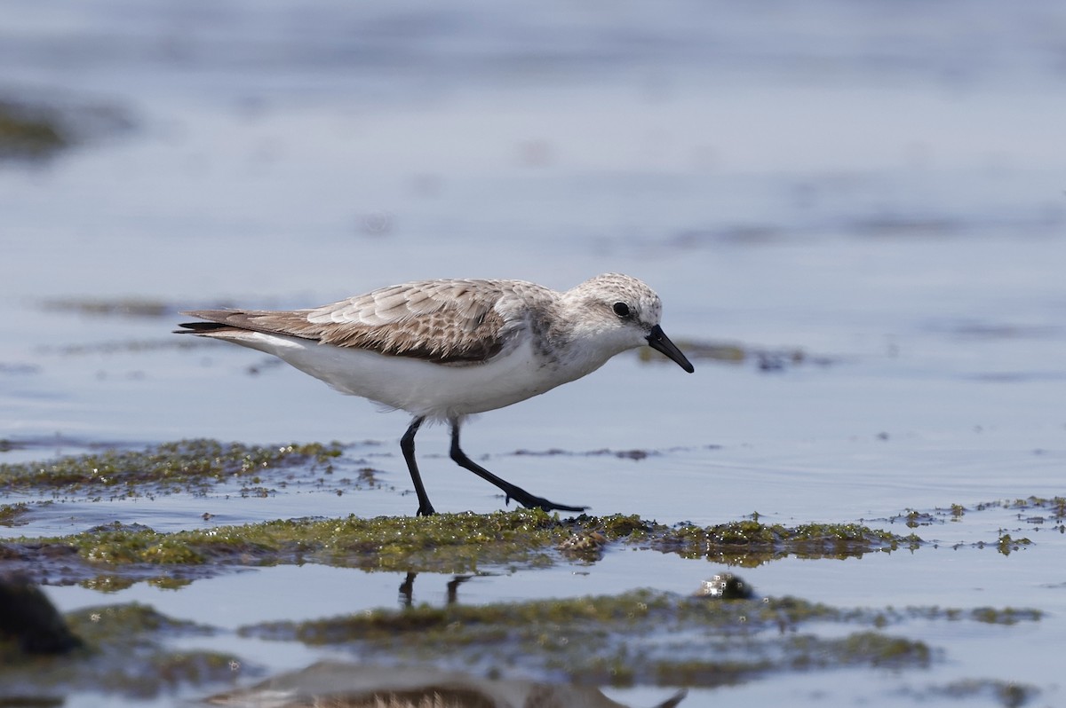 トウネン - ML644402473