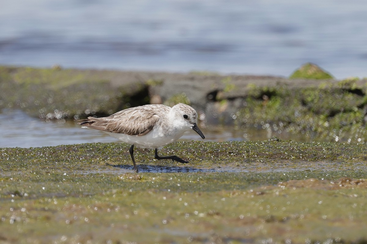 トウネン - ML644402474