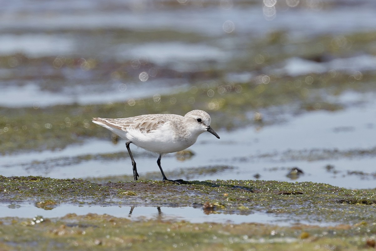 トウネン - ML644402475