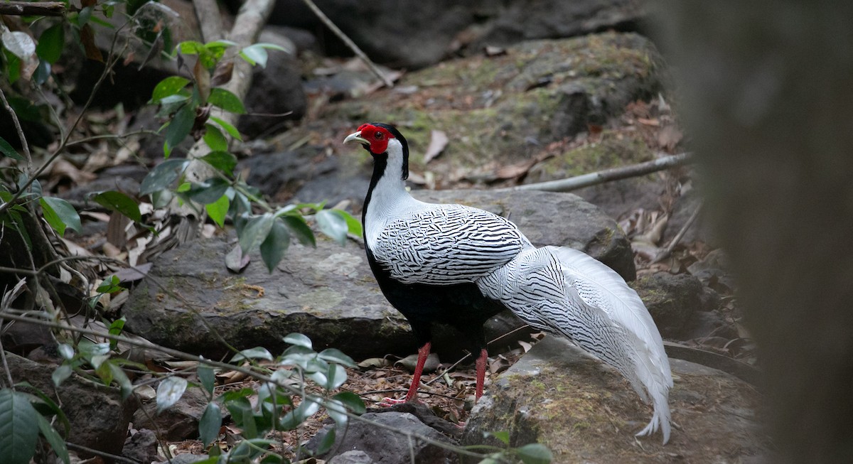 Silver Pheasant - ML644402482