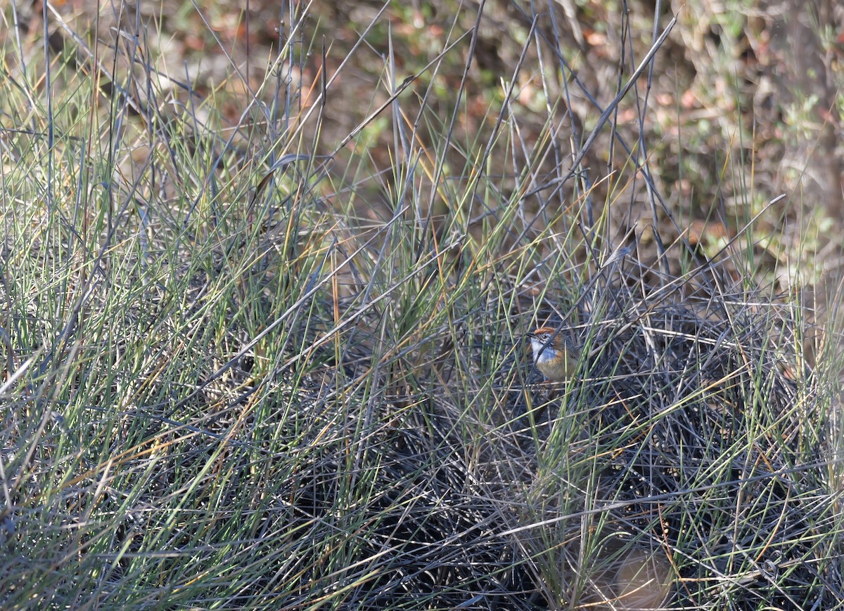 Mallee Emuwren - ML644402489