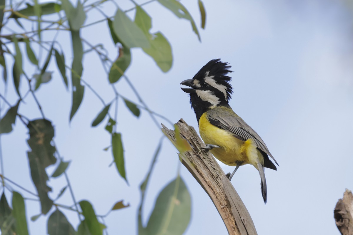 Doğulu Kerpetenkuşu - ML644402492