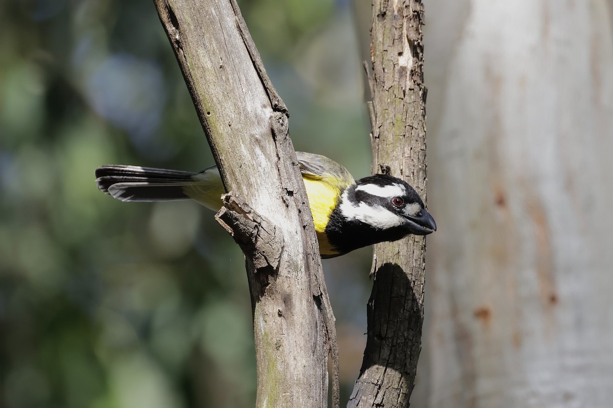 Doğulu Kerpetenkuşu - ML644402493