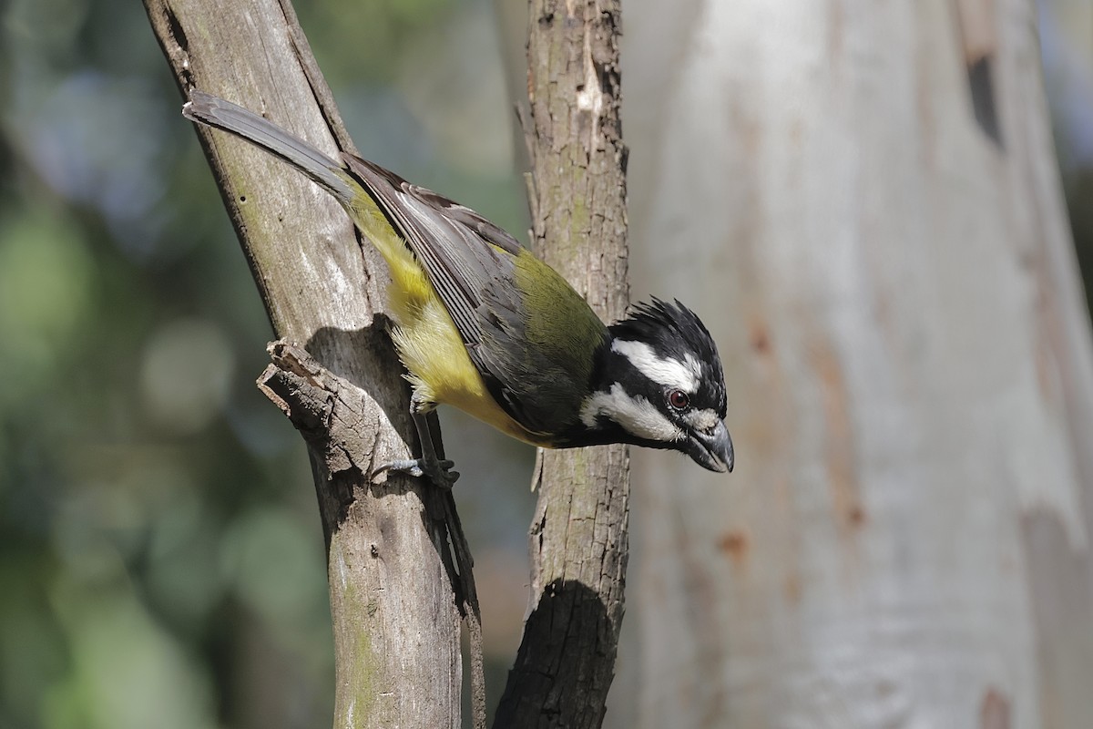 Doğulu Kerpetenkuşu - ML644402494