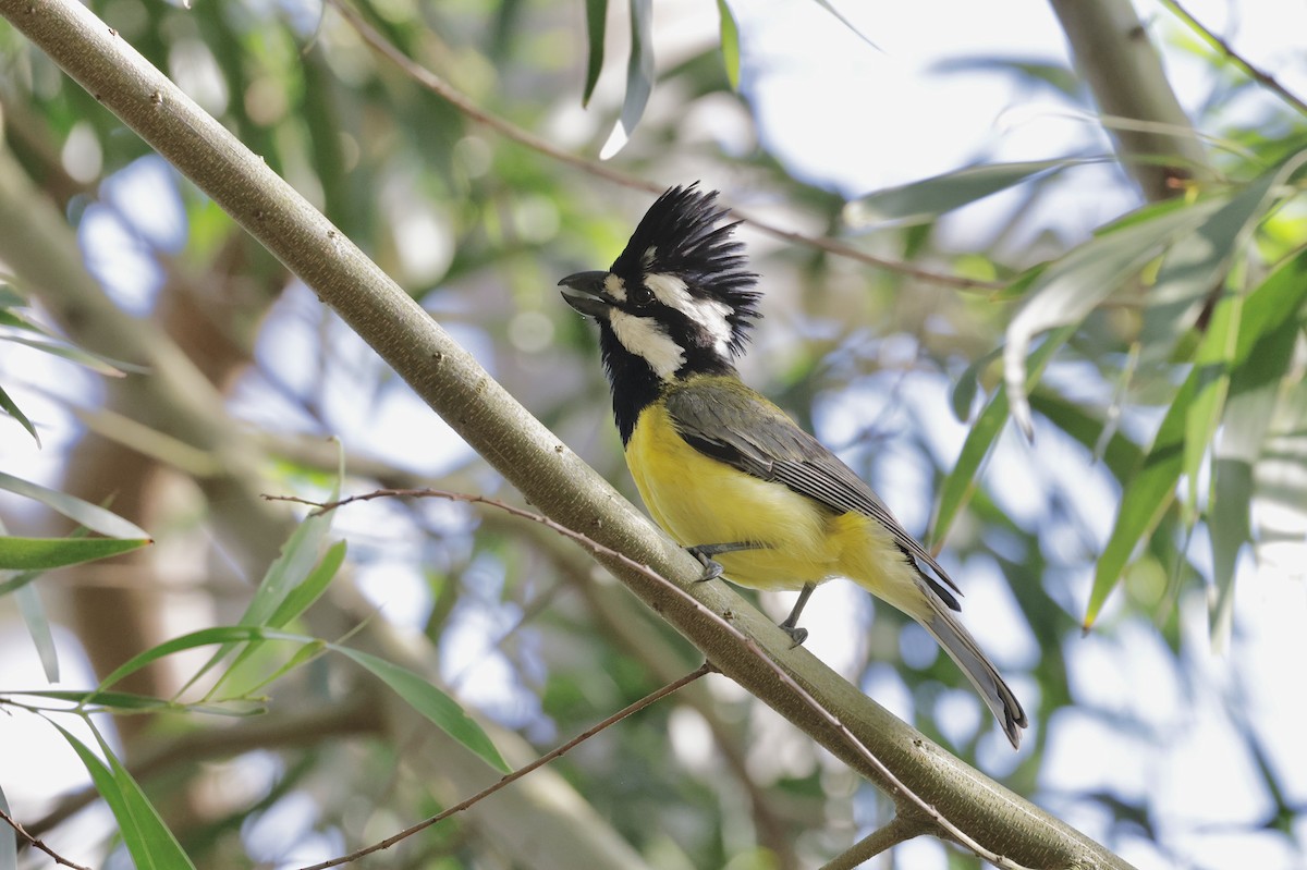 Doğulu Kerpetenkuşu - ML644402495