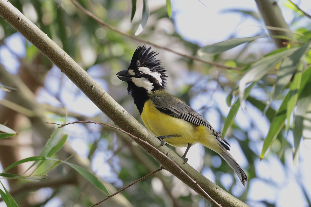 Doğulu Kerpetenkuşu - ML644402496