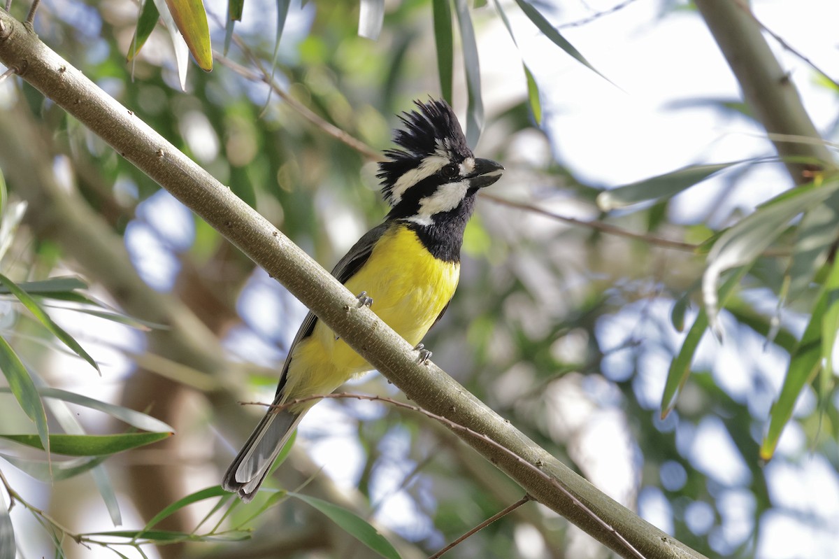 Doğulu Kerpetenkuşu - ML644402497