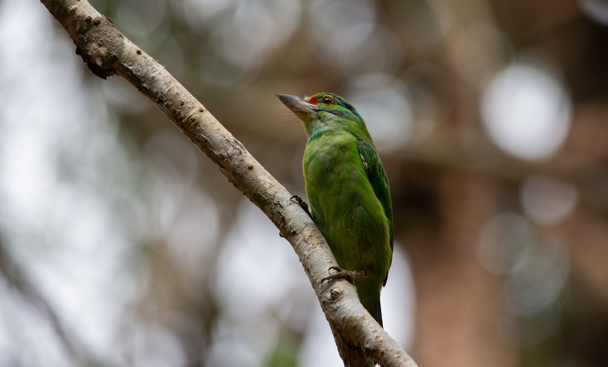 Moustached Barbet - ML644402505