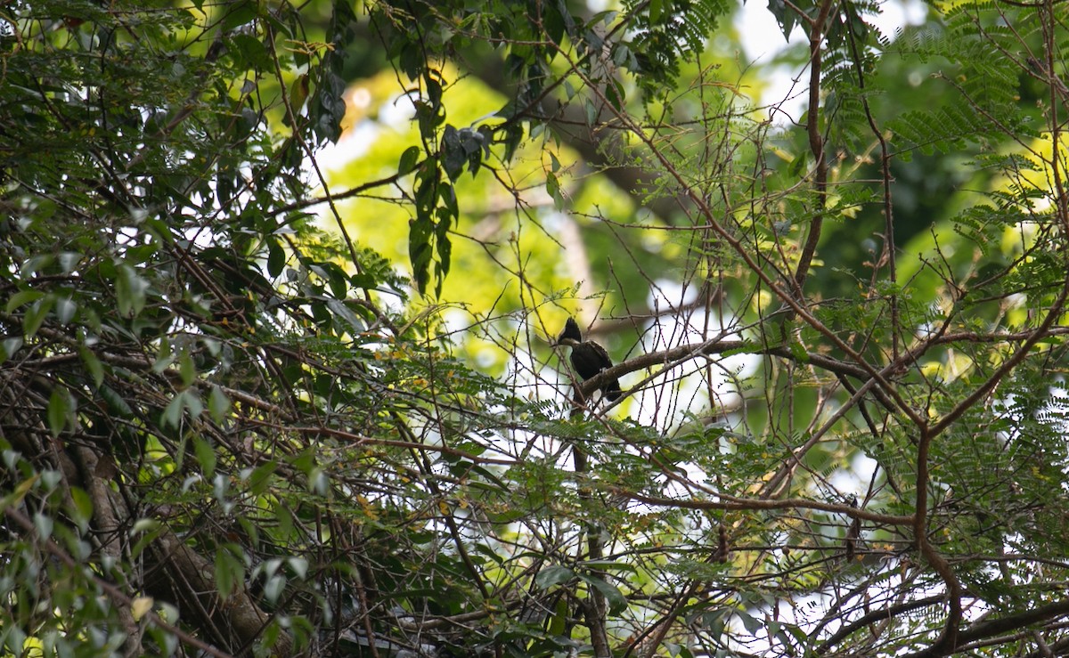 Pic canente - ML644402507