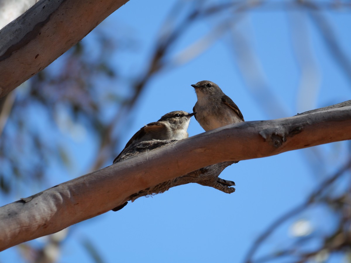 Weißschwanzschnäpper - ML644402515