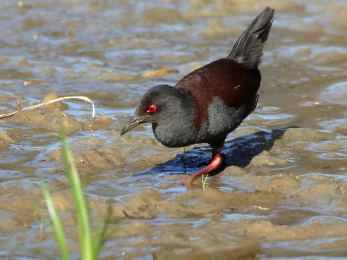 Spotless Crake - ML644402522