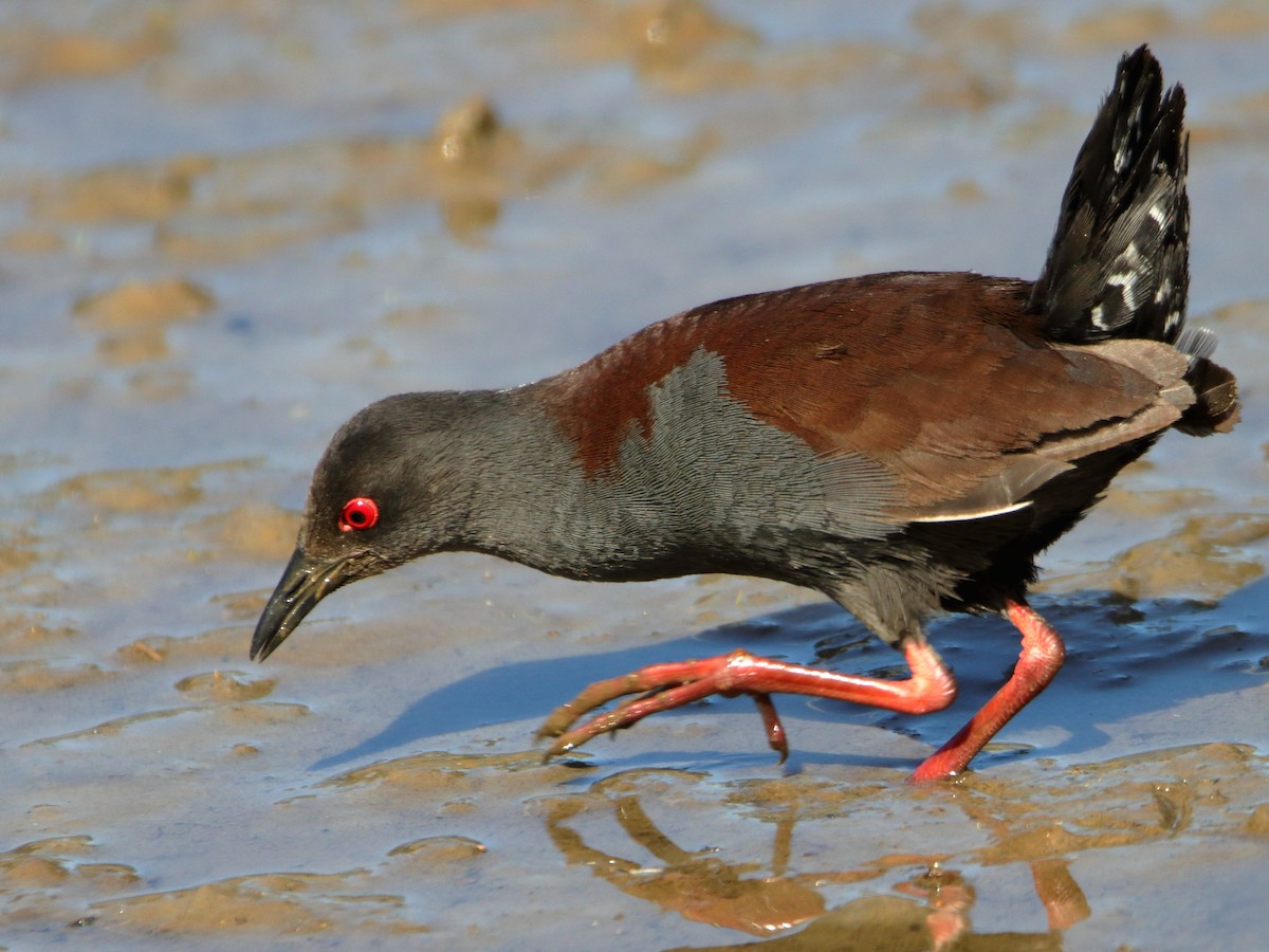 Spotless Crake - ML644402524