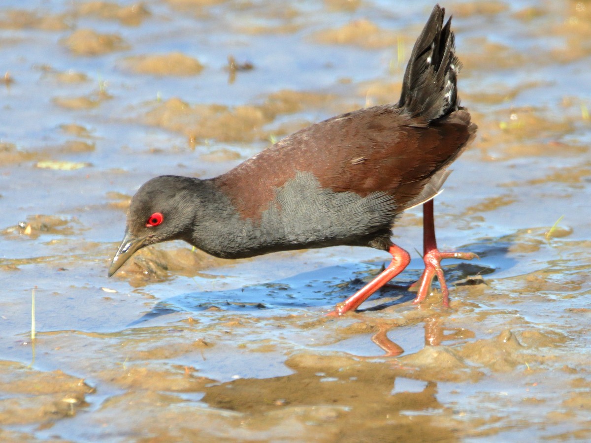 Spotless Crake - ML644402525