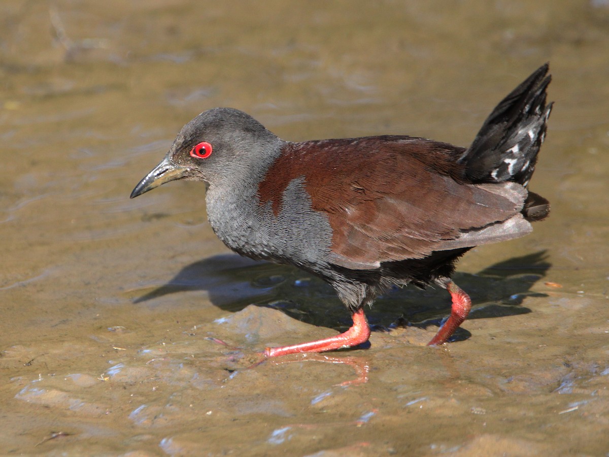 Spotless Crake - ML644402526
