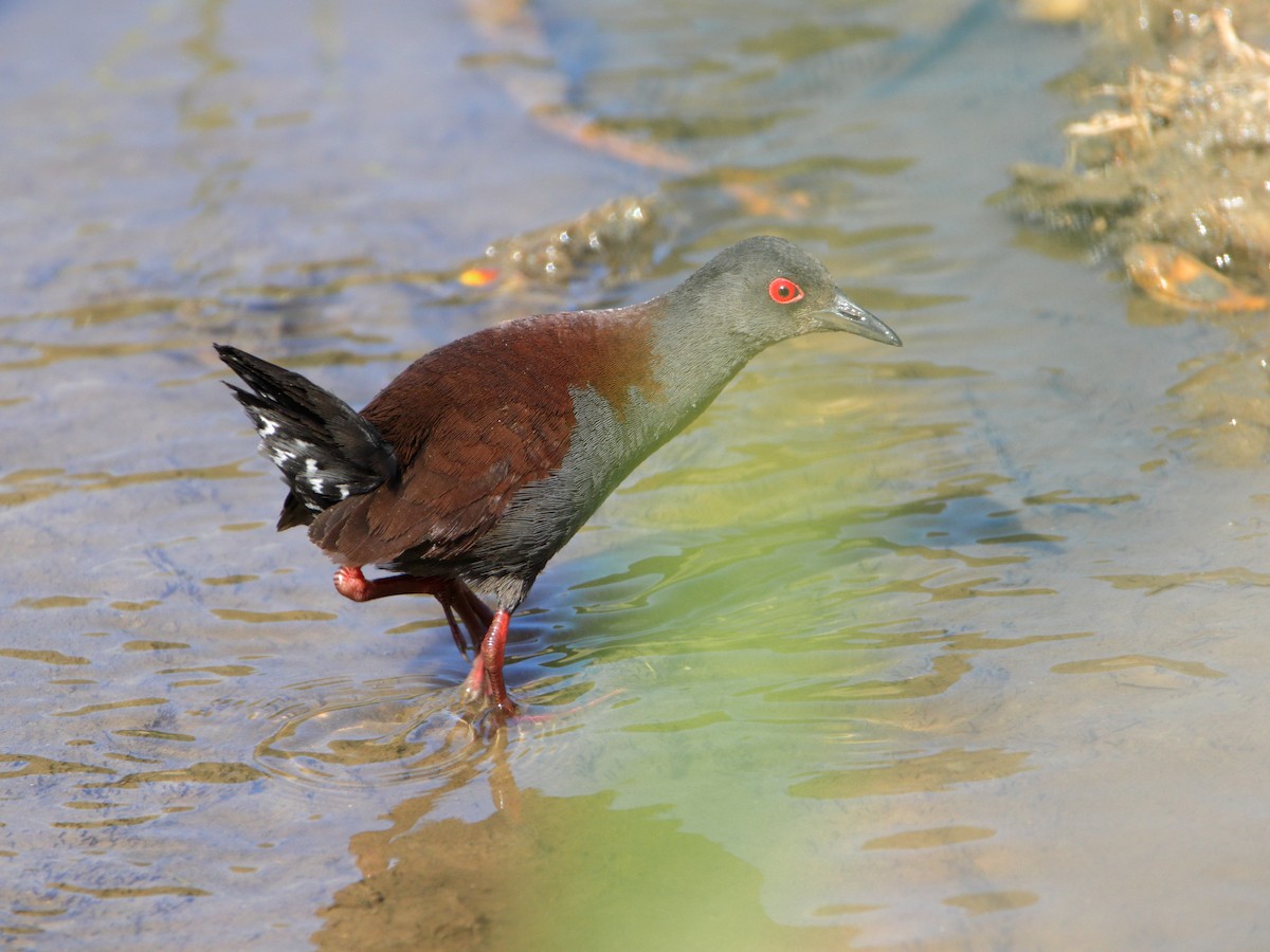 Spotless Crake - ML644402527