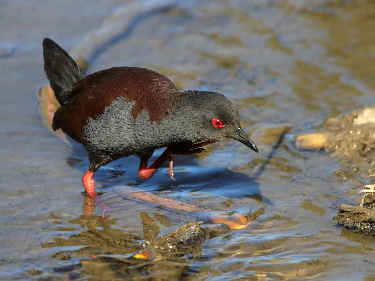 Spotless Crake - ML644402529