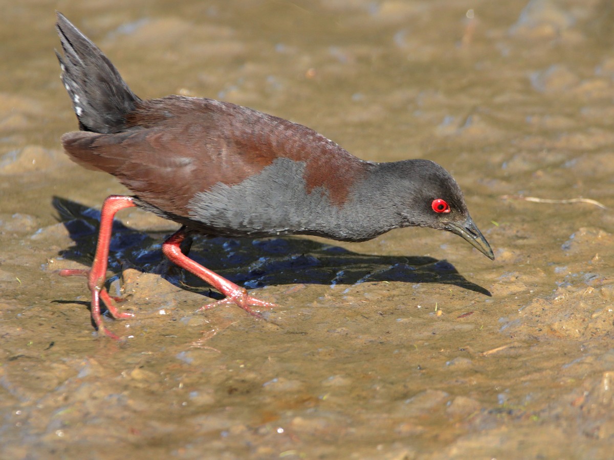 Spotless Crake - ML644402530