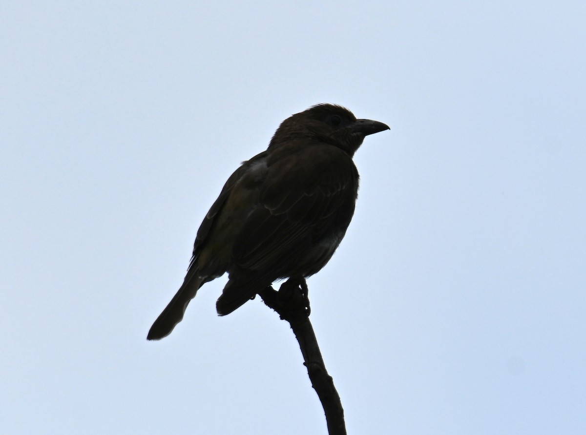 bird sp. - ML644402531